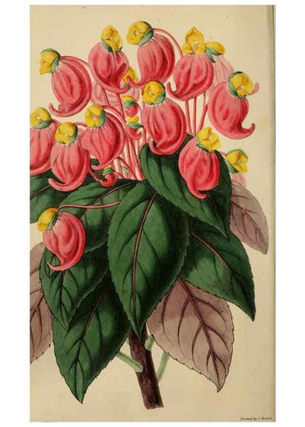 Reproducción/Reproduction 49784761861: The florist, fruitist, and garden miscellany.. London :Chapman and Hall,1852-. 