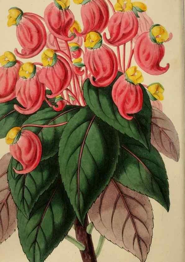 Reproducción/Reproduction 49784761861: The florist, fruitist, and garden miscellany.. London :Chapman and Hall,1852-. 