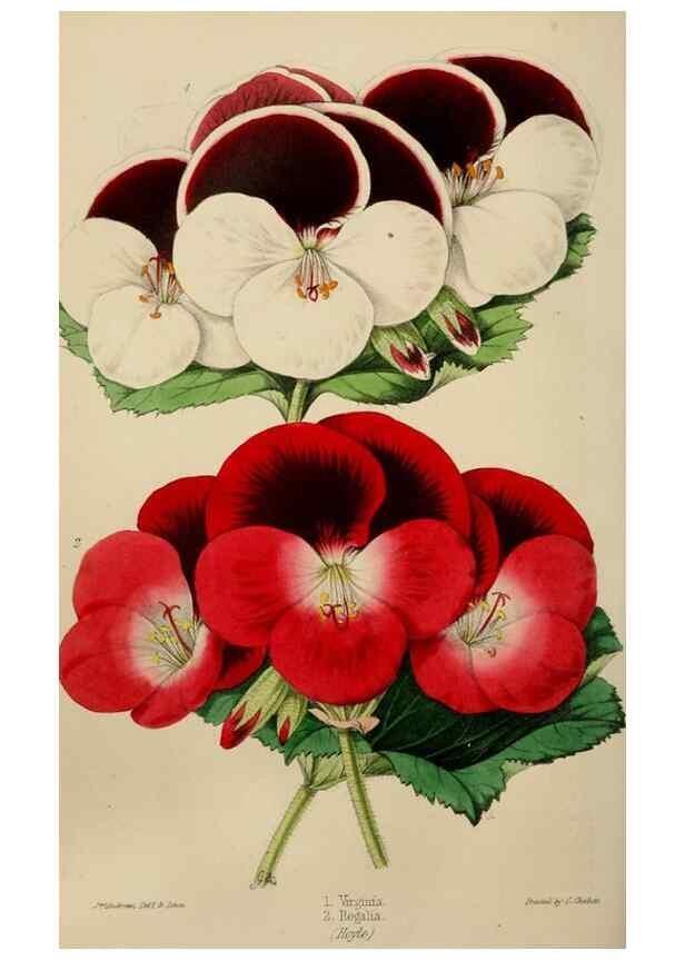 Reproducción/Reproduction 49785044242: The florist, fruitist, and garden miscellany.. London :Chapman and Hall,1852-. 