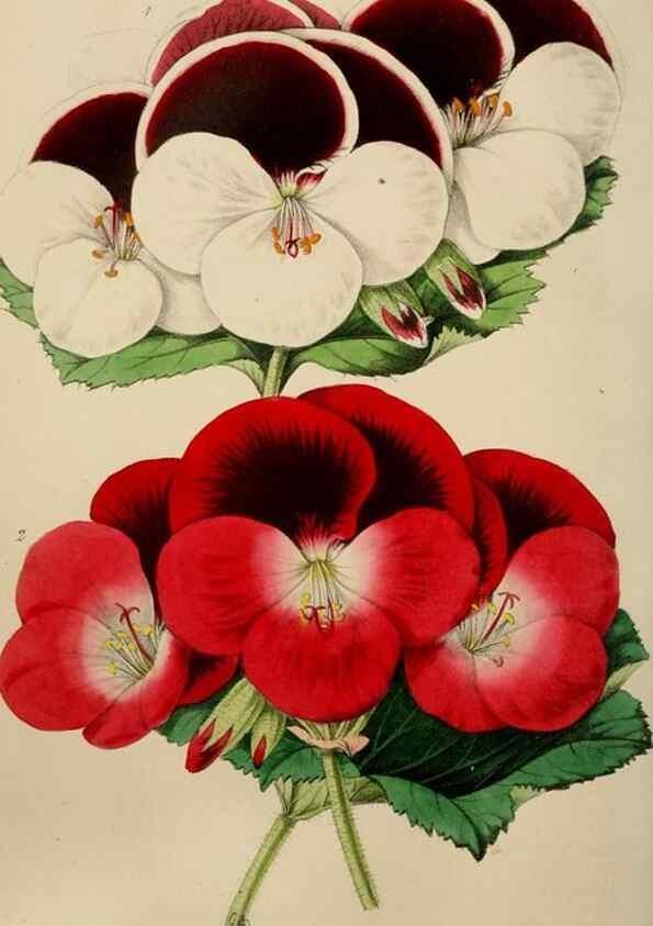 Reproducción/Reproduction 49785044242: The florist, fruitist, and garden miscellany.. London :Chapman and Hall,1852-. 