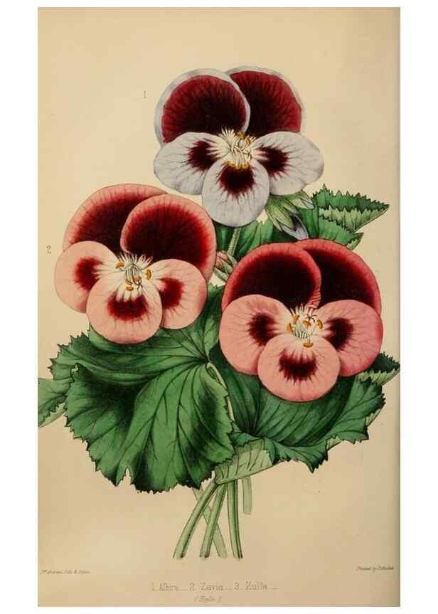 Reproducción/Reproduction 49784692501: The florist, fruitist, and garden miscellany.. London :Chapman and Hall,1852-. 