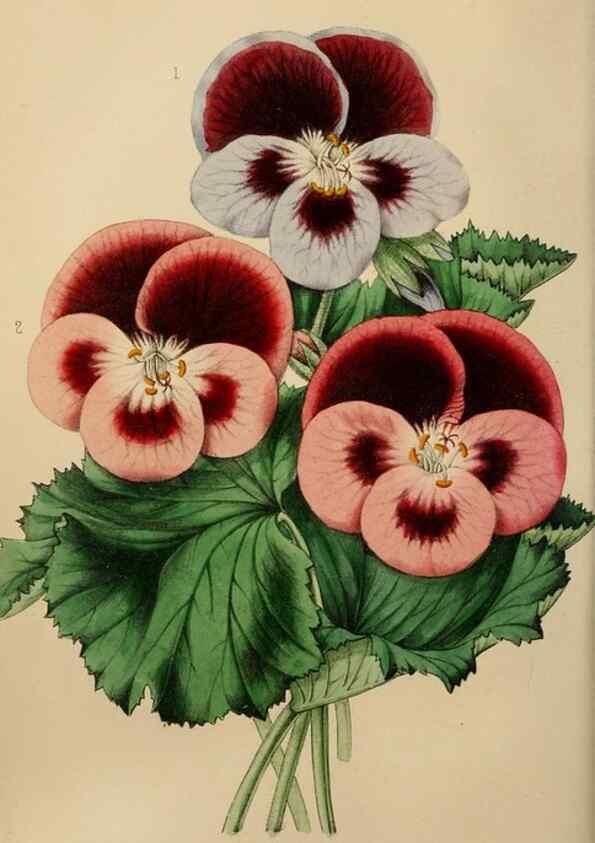 Reproducción/Reproduction 49784692501: The florist, fruitist, and garden miscellany.. London :Chapman and Hall,1852-. 