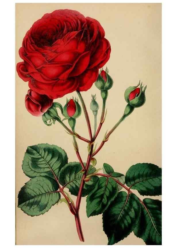 Reproducción/Reproduction 49784692776: The florist, fruitist, and garden miscellany.. London :Chapman and Hall,1852-. 