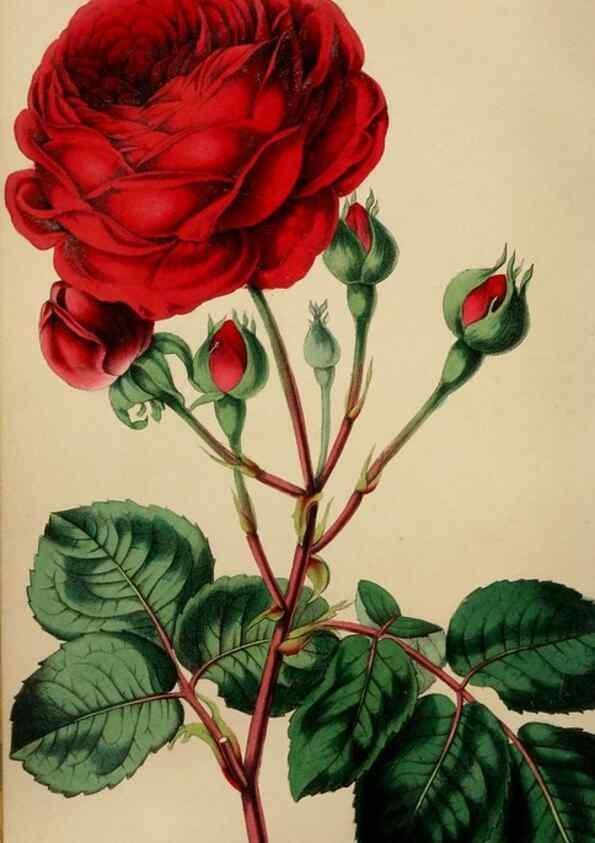 Reproducción/Reproduction 49784692776: The florist, fruitist, and garden miscellany.. London :Chapman and Hall,1852-. 