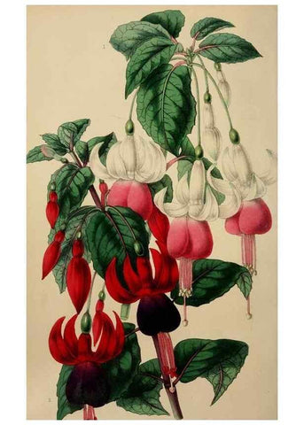 Reproducción/Reproduction 49785017877: The florist, fruitist, and garden miscellany.. London :Chapman and Hall,1852-. 