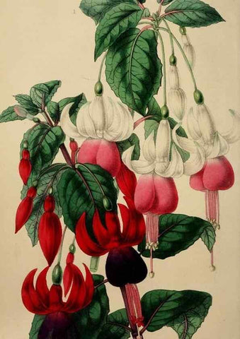 Reproducción/Reproduction 49785017877: The florist, fruitist, and garden miscellany.. London :Chapman and Hall,1852-. 
