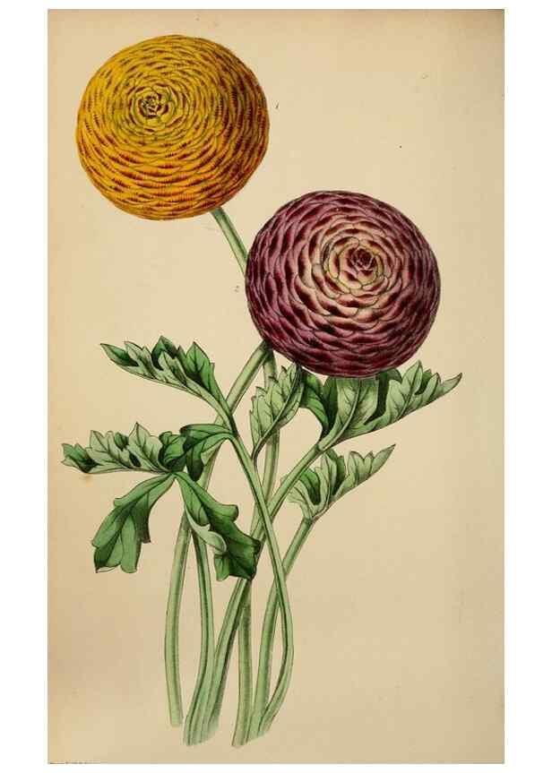 Reproducción/Reproduction 49784179528: The florist, fruitist, and garden miscellany.. London :Chapman and Hall,1852-. 