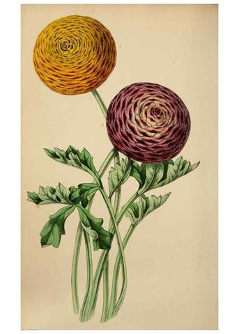 Reproducción/Reproduction 49784179528: The florist, fruitist, and garden miscellany.. London :Chapman and Hall,1852-. 