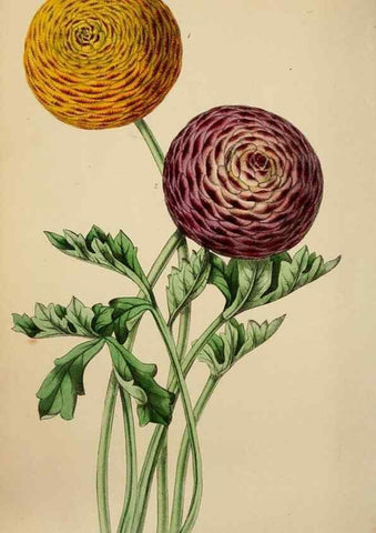 Reproducción/Reproduction 49784179528: The florist, fruitist, and garden miscellany.. London :Chapman and Hall,1852-. 