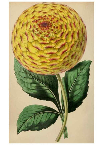 Reproducción/Reproduction 49784179793: The florist, fruitist, and garden miscellany.. London :Chapman and Hall,1852-. 