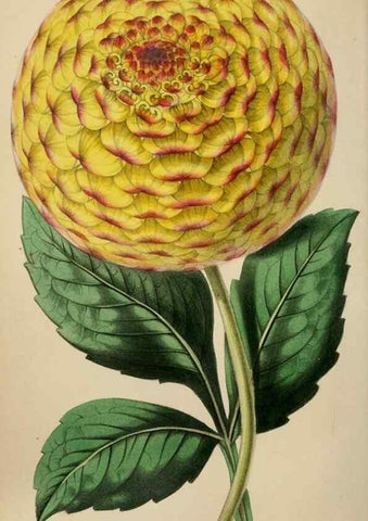 Reproducción/Reproduction 49784179793: The florist, fruitist, and garden miscellany.. London :Chapman and Hall,1852-. 