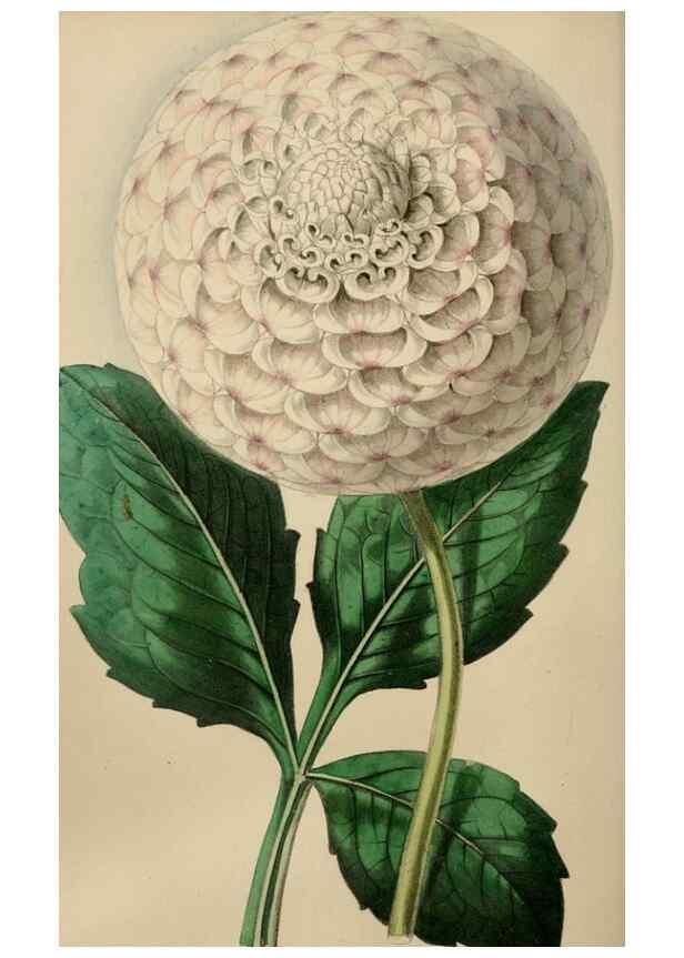 Reproducción/Reproduction 49784180123: The florist, fruitist, and garden miscellany.. London :Chapman and Hall,1852-. 