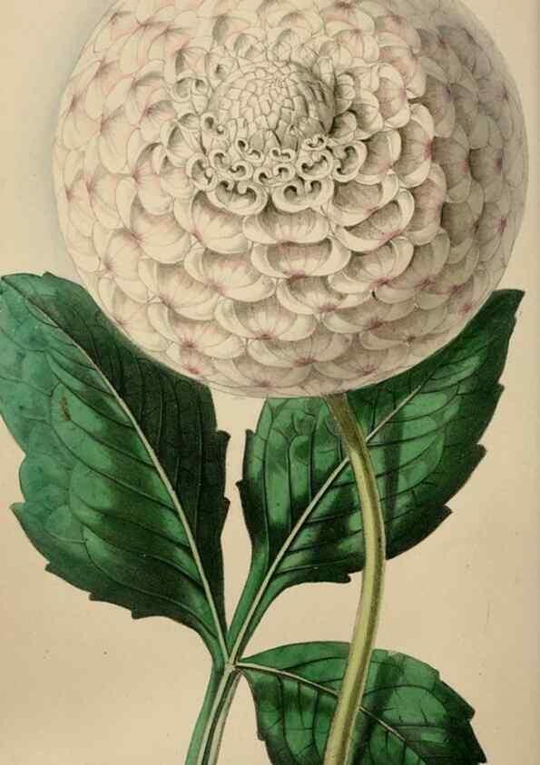 Reproducción/Reproduction 49784180123: The florist, fruitist, and garden miscellany.. London :Chapman and Hall,1852-. 