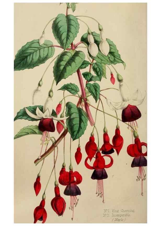 Reproducción/Reproduction 49784716821: The florist, fruitist, and garden miscellany.. London :Chapman and Hall,1852-. 