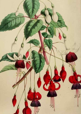 Reproducción/Reproduction 49784716821: The florist, fruitist, and garden miscellany.. London :Chapman and Hall,1852-. 