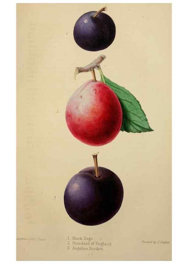 Reproducción/Reproduction 49784183613: The florist, fruitist, and garden miscellany.. London :Chapman and Hall,1852-. 