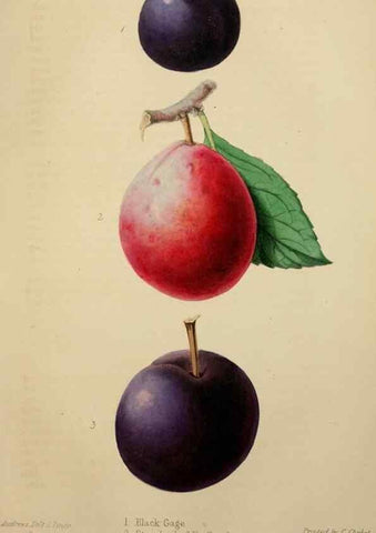 Reproducción/Reproduction 49784183613: The florist, fruitist, and garden miscellany.. London :Chapman and Hall,1852-. 