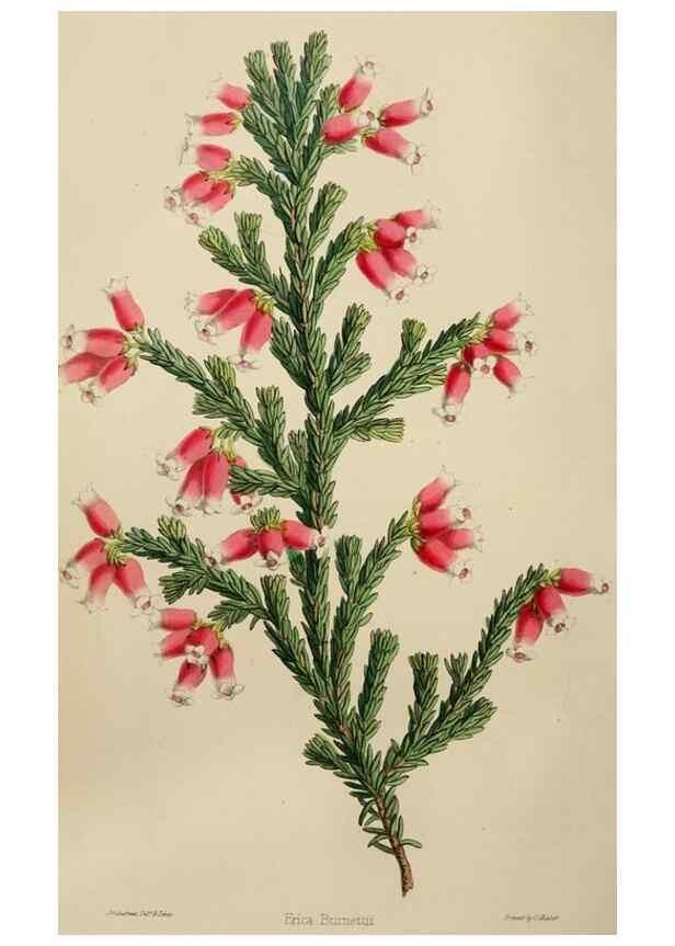 Reproducción/Reproduction 49784717131: The florist, fruitist, and garden miscellany.. London :Chapman and Hall,1852-. 