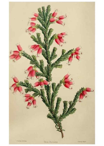 Reproducción/Reproduction 49784717131: The florist, fruitist, and garden miscellany.. London :Chapman and Hall,1852-. 