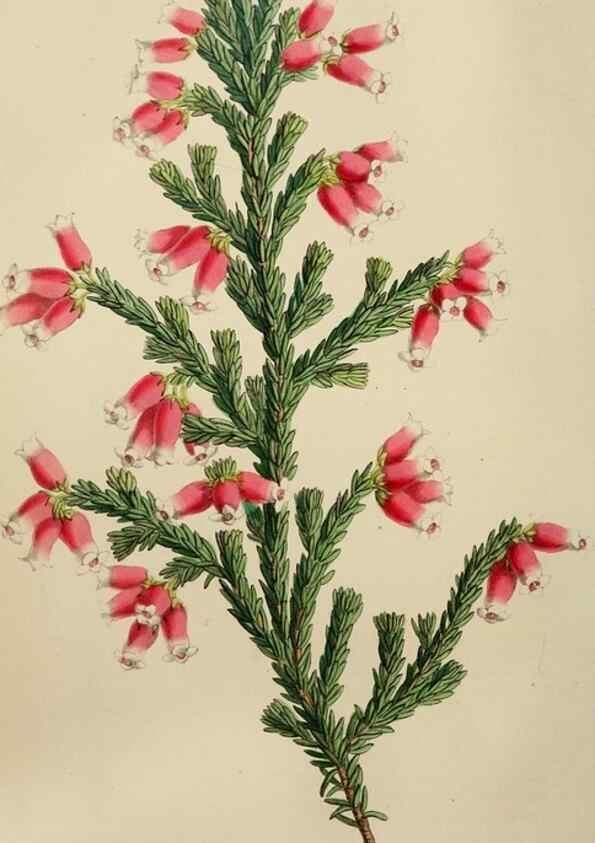 Reproducción/Reproduction 49784717131: The florist, fruitist, and garden miscellany.. London :Chapman and Hall,1852-. 