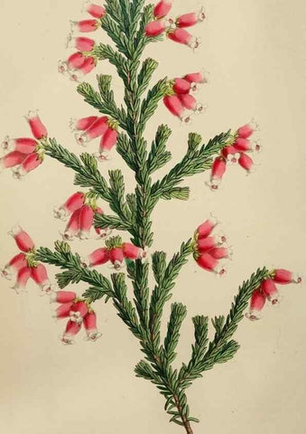 Reproducción/Reproduction 49784717131: The florist, fruitist, and garden miscellany.. London :Chapman and Hall,1852-. 