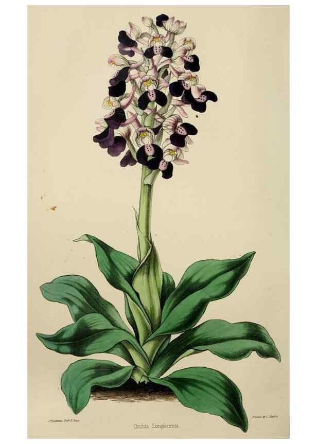 Reproducción/Reproduction 49784181393: The florist, fruitist, and garden miscellany.. London :Chapman and Hall,1852-. 