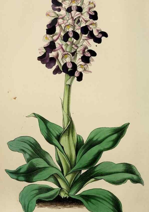 Reproducción/Reproduction 49784181393: The florist, fruitist, and garden miscellany.. London :Chapman and Hall,1852-. 