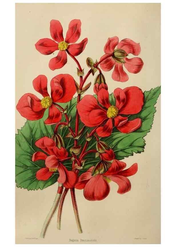 Reproducción/Reproduction 49784718126: The florist, fruitist, and garden miscellany.. London :Chapman and Hall,1852-. 