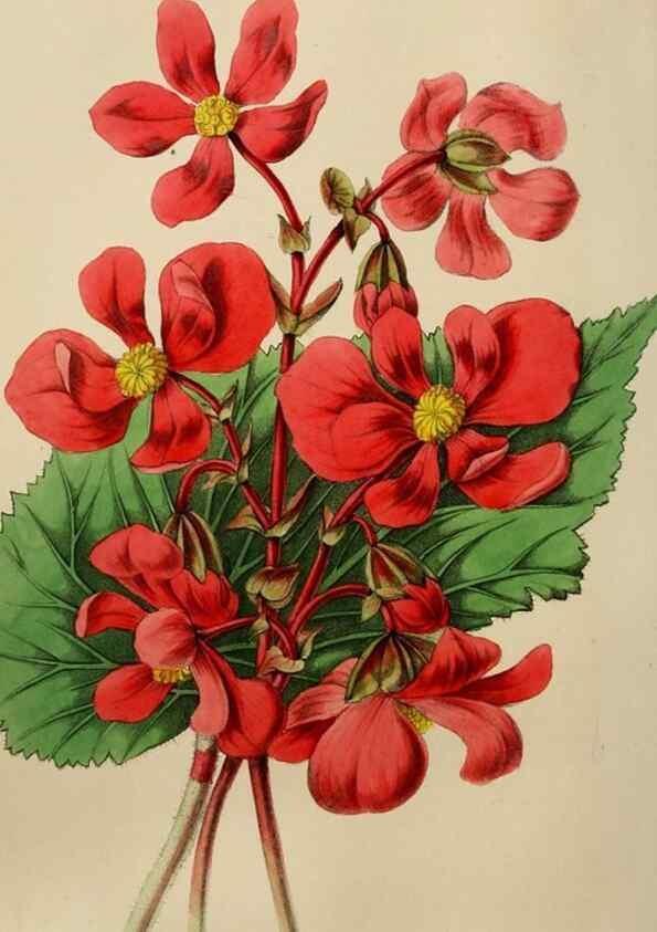 Reproducción/Reproduction 49784718126: The florist, fruitist, and garden miscellany.. London :Chapman and Hall,1852-. 