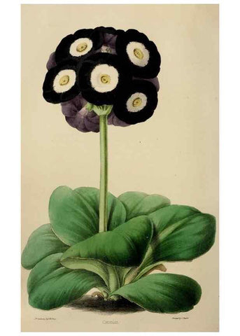 Reproducción/Reproduction 49785042812: The florist, fruitist, and garden miscellany.. London :Chapman and Hall,1852-. 