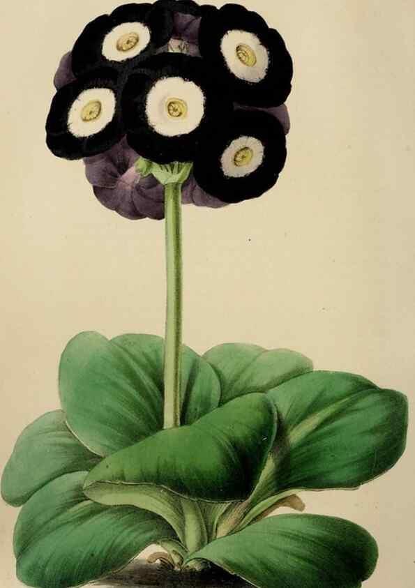 Reproducción/Reproduction 49785042812: The florist, fruitist, and garden miscellany.. London :Chapman and Hall,1852-. 