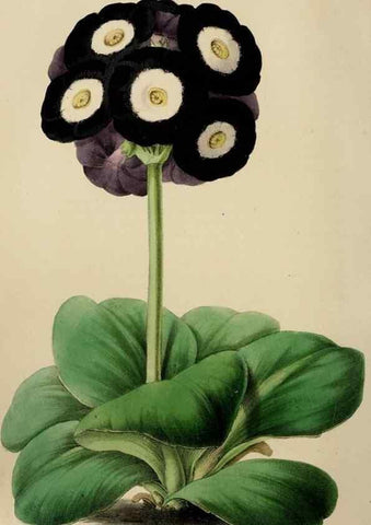 Reproducción/Reproduction 49785042812: The florist, fruitist, and garden miscellany.. London :Chapman and Hall,1852-. 