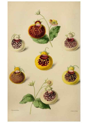 Reproducción/Reproduction 49784182258: The florist, fruitist, and garden miscellany.. London :Chapman and Hall,1852-. 