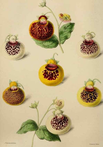 Reproducción/Reproduction 49784182258: The florist, fruitist, and garden miscellany.. London :Chapman and Hall,1852-. 