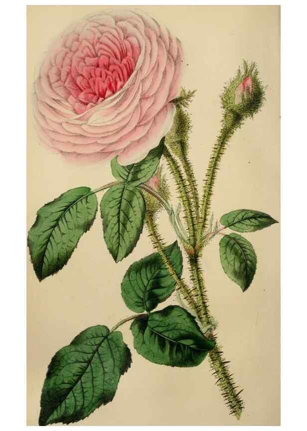 Reproducción/Reproduction 49784182643: The florist, fruitist, and garden miscellany.. London :Chapman and Hall,1852-. 