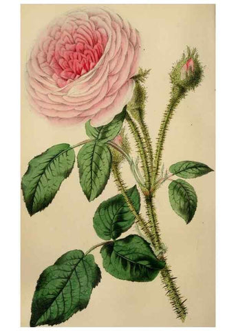 Reproducción/Reproduction 49784182643: The florist, fruitist, and garden miscellany.. London :Chapman and Hall,1852-. 