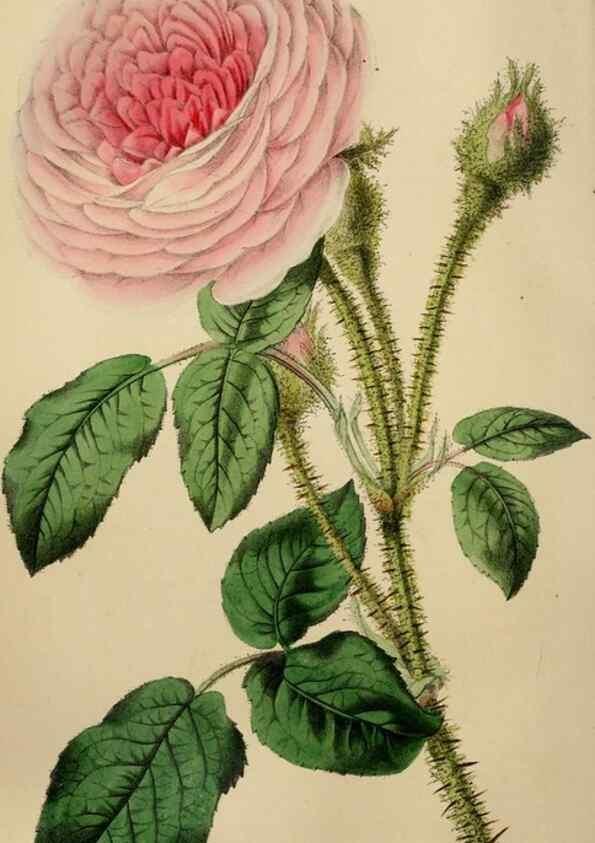 Reproducción/Reproduction 49784182643: The florist, fruitist, and garden miscellany.. London :Chapman and Hall,1852-. 