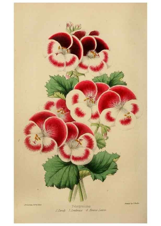 Reproducción/Reproduction 49784719531: The florist, fruitist, and garden miscellany.. London :Chapman and Hall,1852-. 