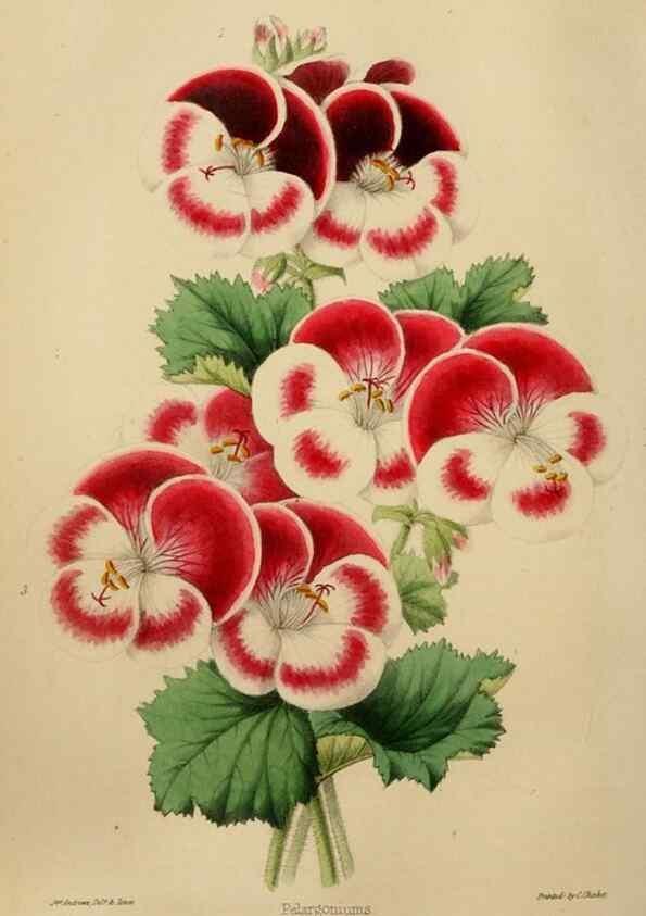 Reproducción/Reproduction 49784719531: The florist, fruitist, and garden miscellany.. London :Chapman and Hall,1852-. 
