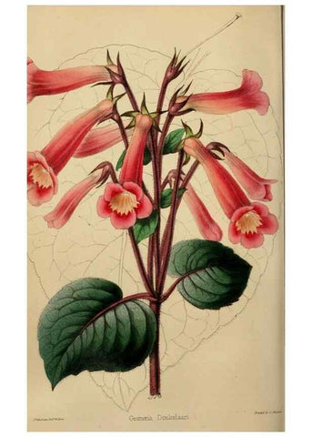 Reproducción/Reproduction 49784183163: The florist, fruitist, and garden miscellany.. London :Chapman and Hall,1852-. 