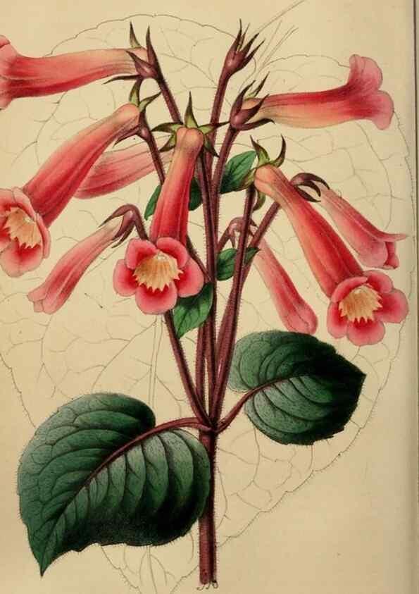 Reproducción/Reproduction 49784183163: The florist, fruitist, and garden miscellany.. London :Chapman and Hall,1852-. 
