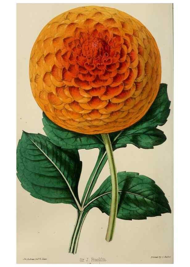 Reproducción/Reproduction 49784181043: The florist, fruitist, and garden miscellany.. London :Chapman and Hall,1852-. 