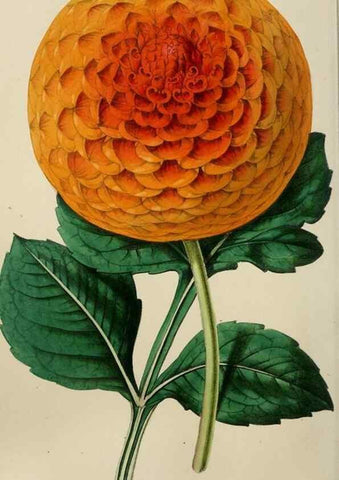 Reproducción/Reproduction 49784181043: The florist, fruitist, and garden miscellany.. London :Chapman and Hall,1852-. 