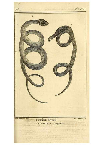 Reproducción/Reproduction 49813704363: Histoire naturelle, générale et particulière, des reptiles. A Paris :De l'Imprimerie de F. Dufart,an X-XI [1802-1803]. 