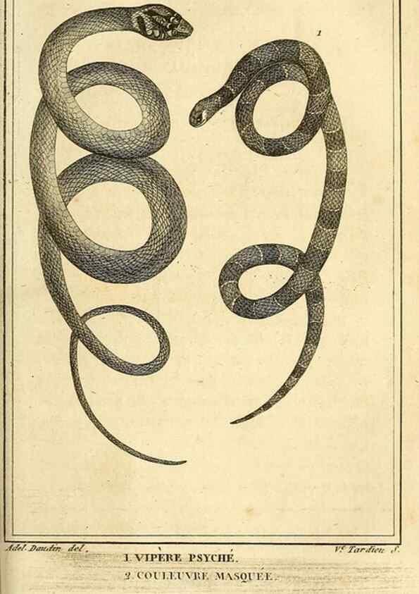 Reproducción/Reproduction 49813704363: Histoire naturelle, générale et particulière, des reptiles. A Paris :De l'Imprimerie de F. Dufart,an X-XI [1802-1803]. 