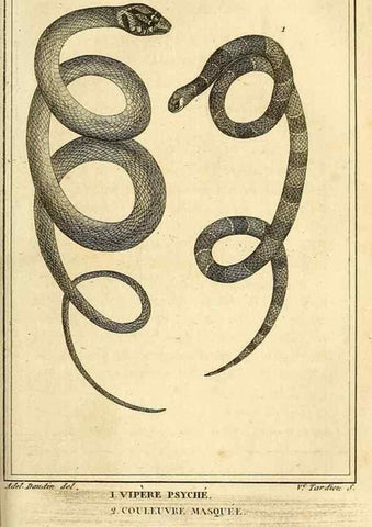Reproducción/Reproduction 49813704363: Histoire naturelle, générale et particulière, des reptiles. A Paris :De l'Imprimerie de F. Dufart,an X-XI [1802-1803]. 