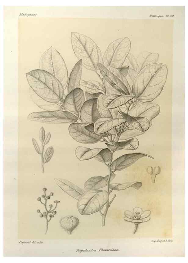 Reproducción/Reproduction 49785308613: Histoire physique, naturelle, et politique de Madagascar. Paris :Impr. nationale,1885-. 