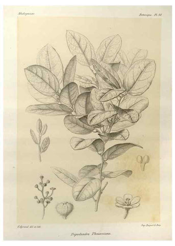 Reproducción/Reproduction 49785308613: Histoire physique, naturelle, et politique de Madagascar. Paris :Impr. nationale,1885-. 