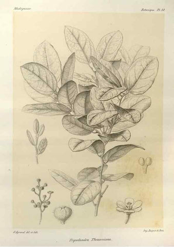 Reproducción/Reproduction 49785308613: Histoire physique, naturelle, et politique de Madagascar. Paris :Impr. nationale,1885-. 