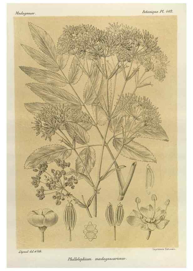 Reproducción/Reproduction 49786419797: Histoire physique, naturelle, et politique de Madagascar. Paris :Impr. nationale,1885-. 